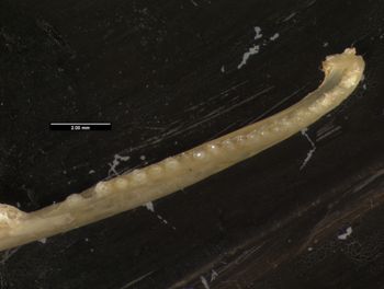 Media type: image;   Herpetology R-57488